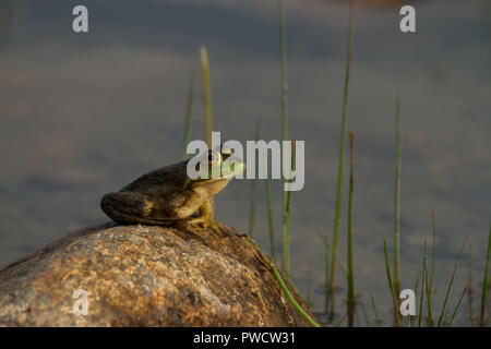 Rana seduto su una roccia sopra un laghetto, guardando per bug. Foto Stock