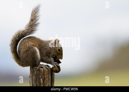 Lo scoiattolo mangiare una ghianda su un post. Foto Stock