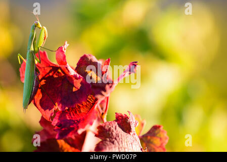 Una mantide religiosa nel vigneto Foto Stock