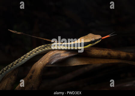 Nastrare Bronzeback, Bronzeback striato, Cohn, Bronzeback Dendrelaphis striatus Foto Stock