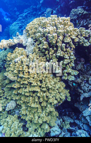 Paesaggio Coral Reef nel Mar Rosso in Egitto Foto Stock