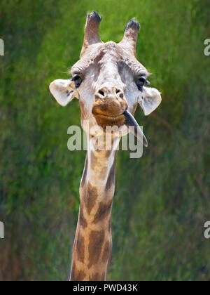 Un divertente stupido cercando i capretti giraffe inceppata la lingua fuori su una sfocata macchiettato di verde sullo sfondo del fogliame Foto Stock