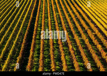 Il pittoresco campo terrazzati vigneti in autunno i colori di Endingen am Kaiserstuhl, Germania. Foto Stock