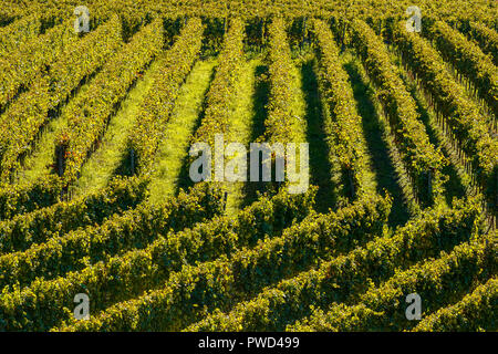 Il pittoresco campo terrazzati vigneti in autunno i colori di Endingen am Kaiserstuhl, Germania. Foto Stock