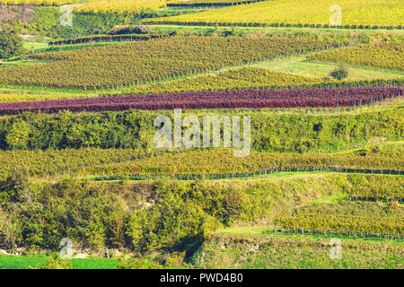 Il pittoresco campo terrazzati vigneti in autunno i colori di Endingen am Kaiserstuhl, Germania. Foto Stock