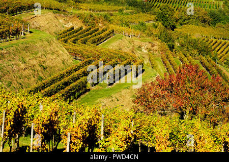 Il pittoresco campo terrazzati vigneti in autunno i colori di Endingen am Kaiserstuhl, Germania. Foto Stock