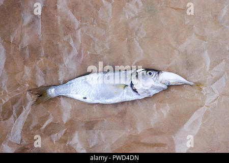 Pesce grande che mangia il pesce piccolo Foto Stock