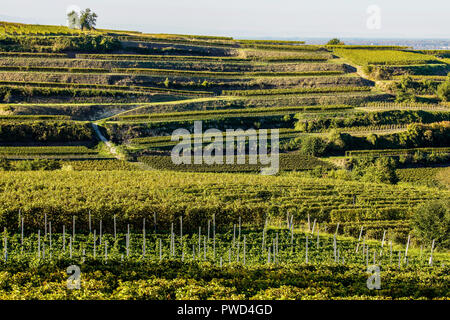 Il pittoresco campo terrazzati vigneti in autunno i colori di Endingen am Kaiserstuhl, Germania. Foto Stock