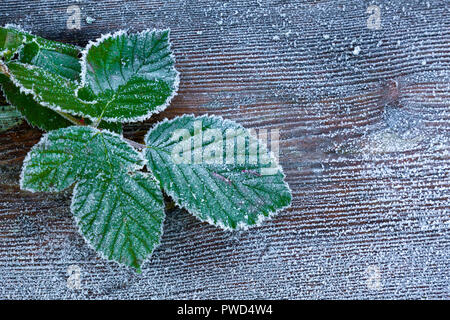 Foglie in molto presto la mattina inverno dopo un pesante frost, con spazio per aggiungere il testo o la grafica. Foto Stock