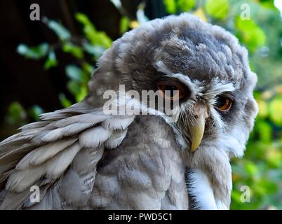 Grande gufo grigio Foto Stock