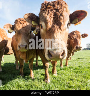 Limousin vacche e bull in prato verde sotto il cielo blu vicino al fiume Waal e Herwijnen nei Paesi Bassi Foto Stock