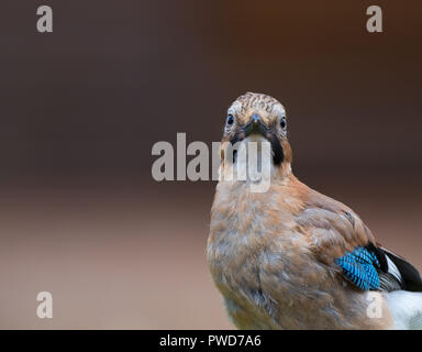 Vista frontale dettagliata primo piano di uccello jay giovanile britannico selvaggio (Garrulus glandarius) isolato all'aperto che guarda avanti. Spazio di copia. Buffo, uccelli britannici. Foto Stock