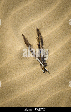 Piume drift attraverso le dune di sabbia in Stockton Bight dune di sabbia in Port Stephens, Nuovo Galles del Sud, Australia. Foto Stock