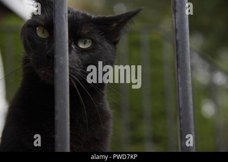 Un gatto nero si blocca su una zona residenziale stoop Foto Stock