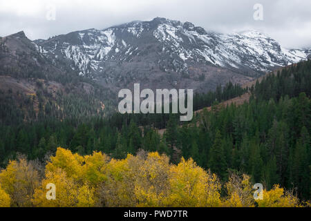 Giallo Aspen alberi con picco innevate della Sierra Nevada Mountain in autunno - Autunno colori su Sonora Pass, Highway 108 Foto Stock