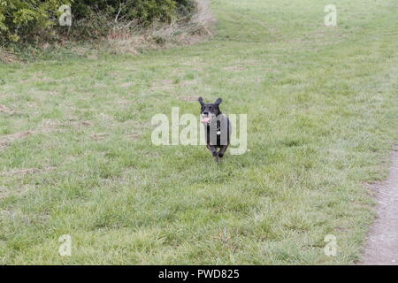 Cane che corre Foto Stock