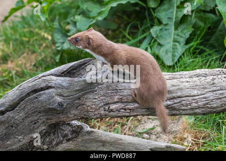 La donnola o almeno la donnola (mustela nivalis) su un registro ad albero Foto Stock