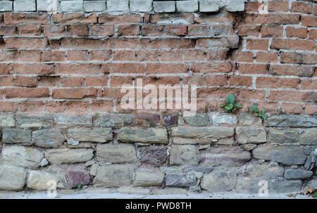 Una vecchia muratura con red leggermente mattoni rotti. Gesso sono in parte caduti.Un piccolo verde le piante che crescono nel mezzo di muratura. Foto Stock