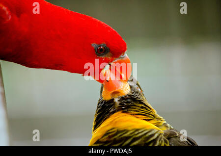 Si tratta di una chiusura di un dusky lory e vibrazioni lory Foto Stock