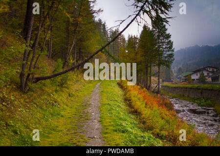 Una passeggiata nella foresta in una giornata autunnale Foto Stock