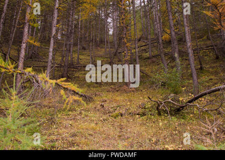 Una passeggiata nella foresta in una giornata autunnale Foto Stock