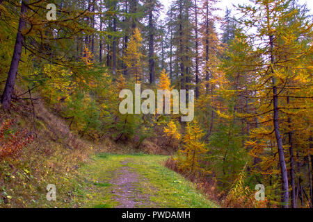 Una passeggiata nella foresta in una giornata autunnale Foto Stock