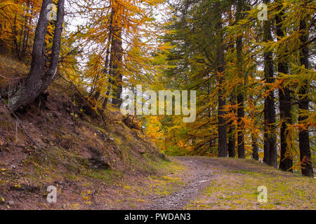 Una passeggiata nella foresta in una giornata autunnale Foto Stock