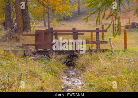 In forrest Foto Stock