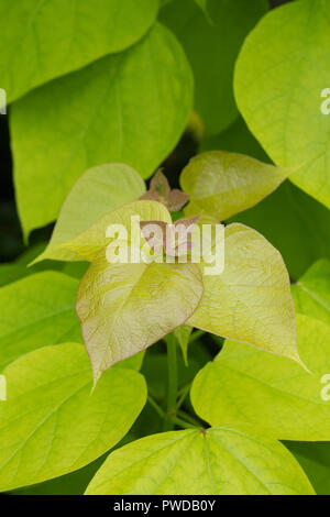 Catalpa bignonioides 'aurea' foglie. Foto Stock