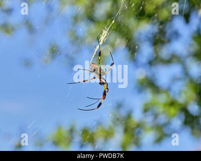 Nephila clavipes o seta dorata spider in attesa nella sua ragnatela nel bosco o foresta di Alabama, Stati Uniti d'America. Foto Stock