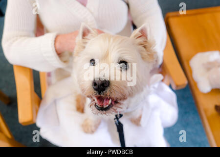 West Highland White Terrier westie terapia cane sul giro della persona adulta in pensione casa di cura in Nuova Zelanda, NZ Foto Stock