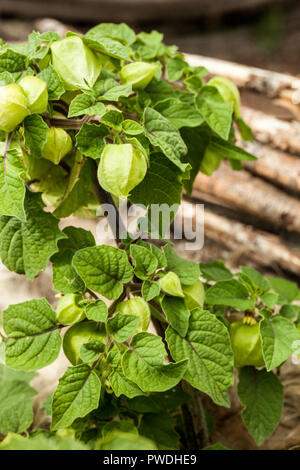 Physallis fruticosa in stretta fino Foto Stock