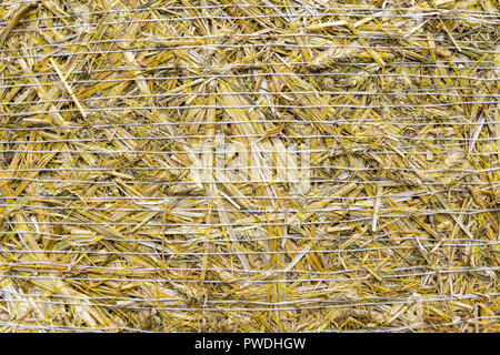 Berlino, Germania, Settembre 22, 2018: Full Frame Close-Up di balle di paglia Foto Stock