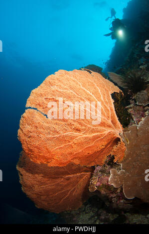 Gorgonian Fan, Annella mollis, con subacquei con luce sullo sfondo, Run Island, Bandanaira, Maluku, banda Sea, Indonesia Foto Stock