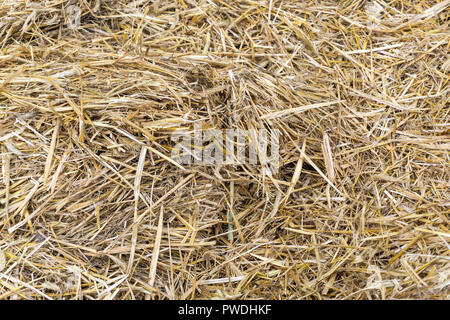 Berlino, Germania, Settembre 22, 2018: Full Frame Close-Up di balle di paglia Foto Stock