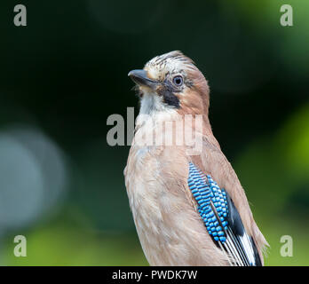 Primo piano di uccelli di giuggiola del Regno Unito (Garrulus glandarius) con dettagli di piume, isolati all'aperto in giardino naturale selvaggio. Uccelli britannici. Jays del Regno Unito. Foto Stock