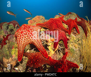 Cuscino Panamic stelle di mare, Cuming's stella di mare o le Galapagos stella di mare (Pentaceraster cumingi), isole Galapagos, Ecuador Foto Stock