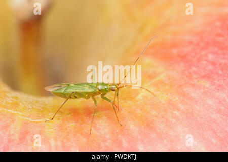 Bug del capside (Blepharidopterus angulatus) su un apple. Tipperary, Irlanda Foto Stock