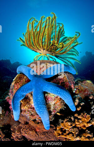 Blue Sea star (Linckia laevigata) e una piuma gialla stella (Crinoidea) su un blocco di corallo, Negros, Filippine Foto Stock