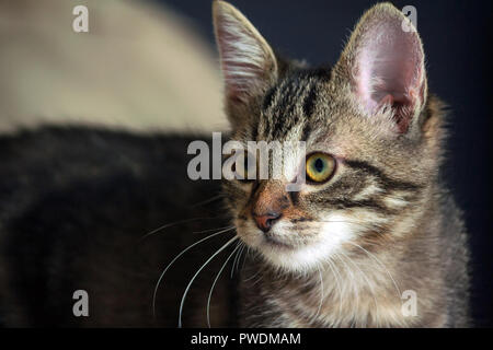 Piccolo mongrel gattino è in piedi e guardando al lato, la testa è rivolta lungo il corpo, grandi orecchie e un'arancia naso, un animale a strisce, sfondo Foto Stock