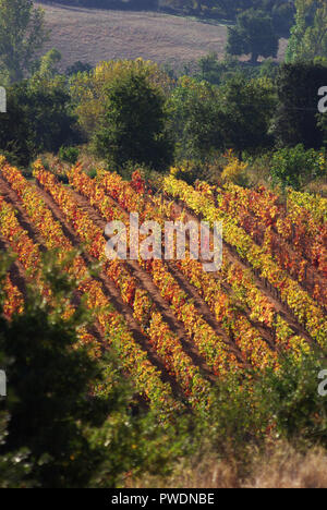 Sorgono, SARDEGNA. Vigneto in autunno Foto Stock