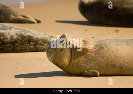 Sigillo grigio sorridente, presso la colonia di foche di Horsey Beach, Norfolk, Regno Unito Foto Stock