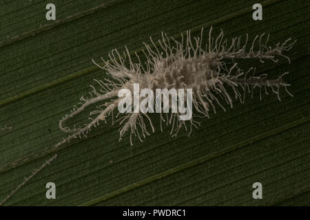 Un entomopathogenic parassita fungo che ha preso in consegna e ucciso il cricket e è adesso spuntano dal suo corpo e rilasciare più spore. Foto Stock