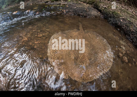 Una tigre stingray (Potamotrygon falkneri) in un incontaminato torrente che scorre attraverso la giungla di Madre de Dios, Perù. Foto Stock