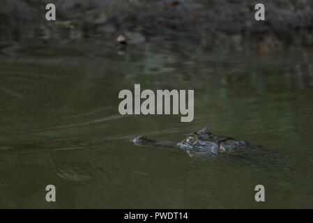 Un caimano dagli occhiali (Caiman crocodilus) superfici per un soffio di aria prima di sparire indietro sotto l'acqua fangosa nella giungla peruviana. Foto Stock