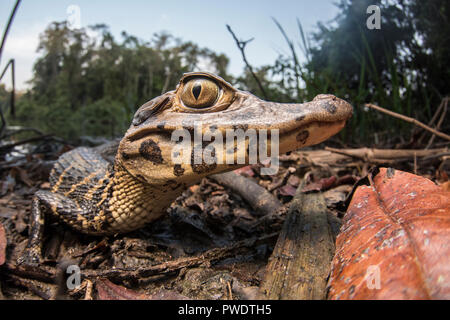 Un bambino caimano nero (Melanosuchus niger), quando questa crescita sarà un apice predator dell'Amazzonia. Questo è crogiolarsi lungo il lago. Foto Stock