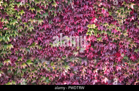 Foglie di autunno Foto Stock