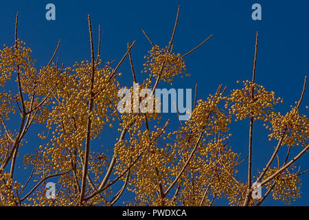 Giallo nespola bacche sul ranch sfrondato su un cielo blu chiaro Foto Stock