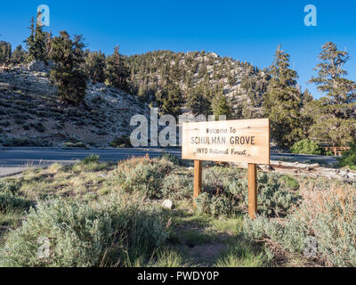 Segno di Inyo National Forest, Schulman Grove, in Bristlcone antica foresta di pini, vicino al Vescovo e grande pino, California. Foto Stock