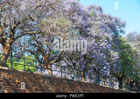 Pretoria, Sud Africa, 15 ottobre, 2018. Alberi di jacaranda in fiore a unione edifici di Pretoria, o Jacaranda City. Skies erano chiare e soleggiato lunedì pomeriggio. Inondazioni ha colpito la città durante il fine settimana e i servizi di emergenza sono state lunedì studiando un avviso che due persone possono avere annegato nel vicino fiume Apies. Credito: Eva-Lotta Jansson/Alamy Live News Foto Stock